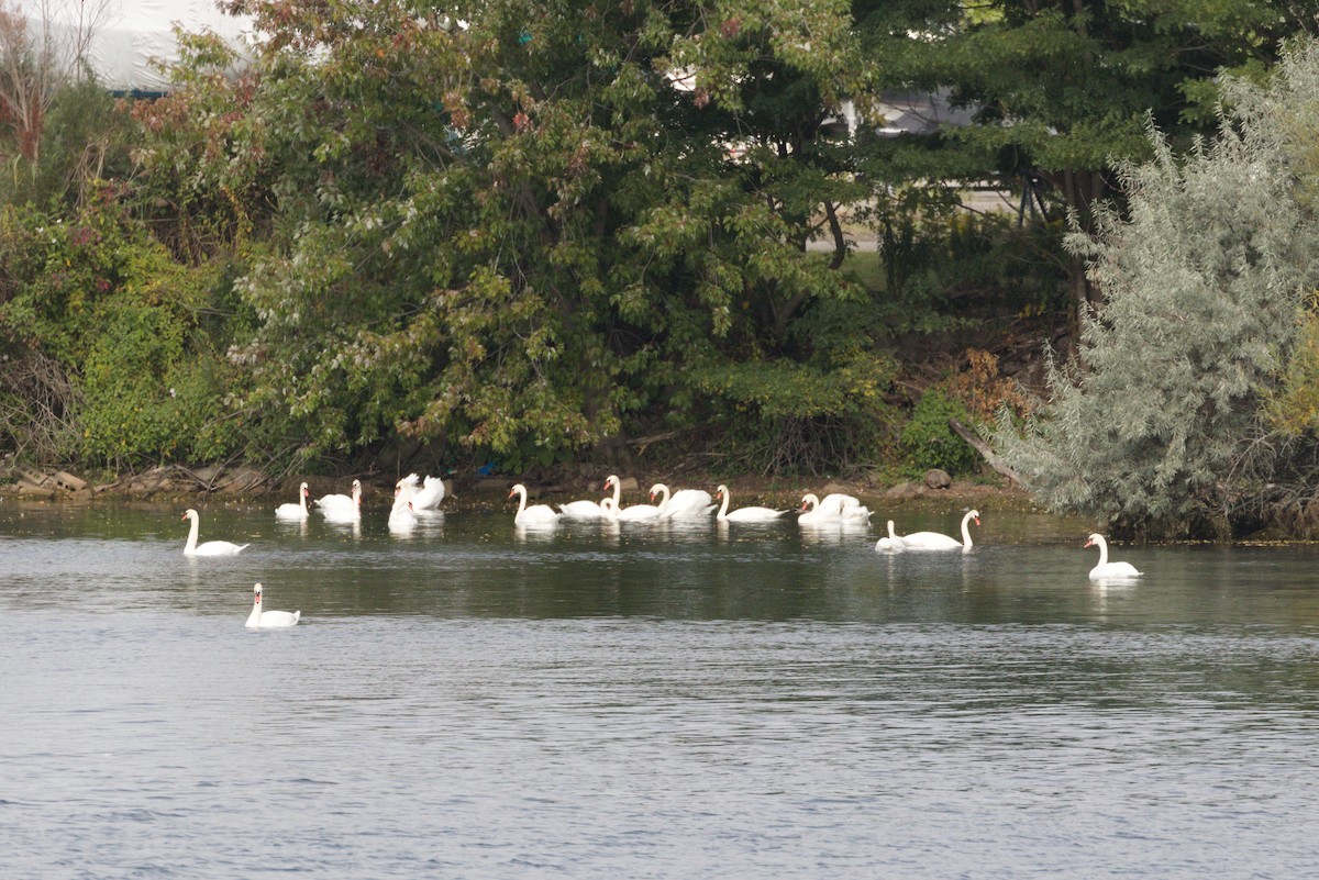 Mute Swan - ML641993145