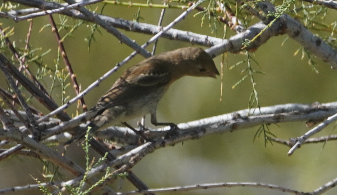 Lazuli Bunting - ML641993152