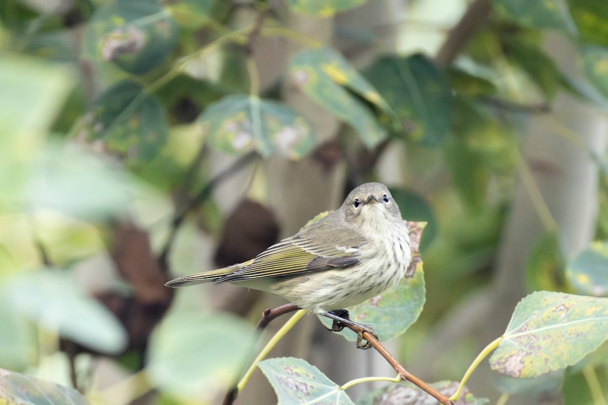 Cape May Warbler - ML641993154
