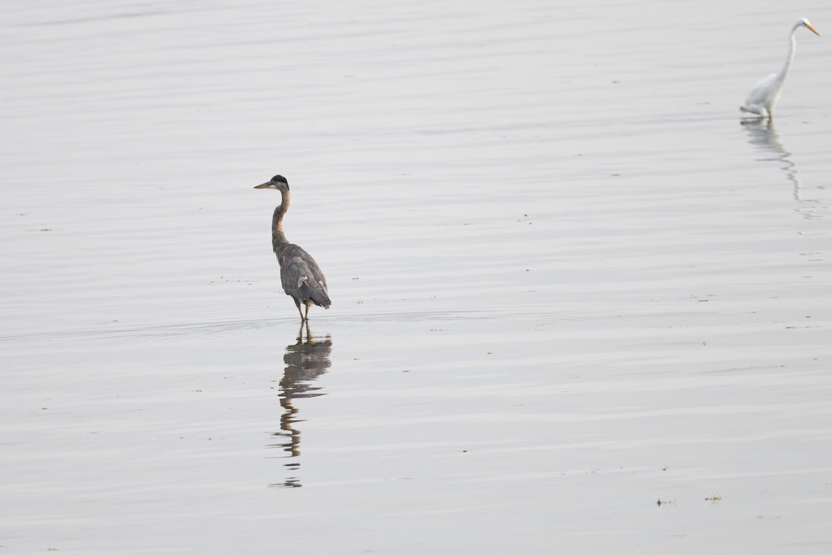 Great Blue Heron - ML641993155