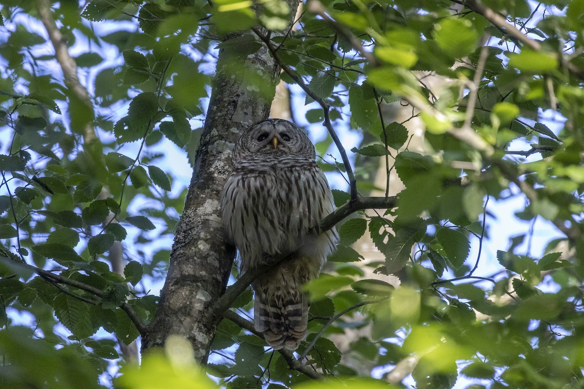 Barred Owl - ML641993156