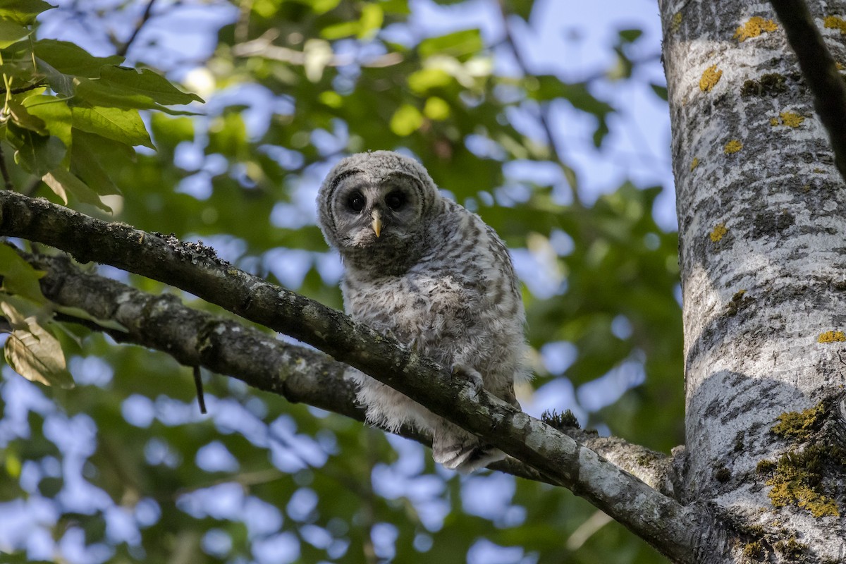Barred Owl - ML641993157