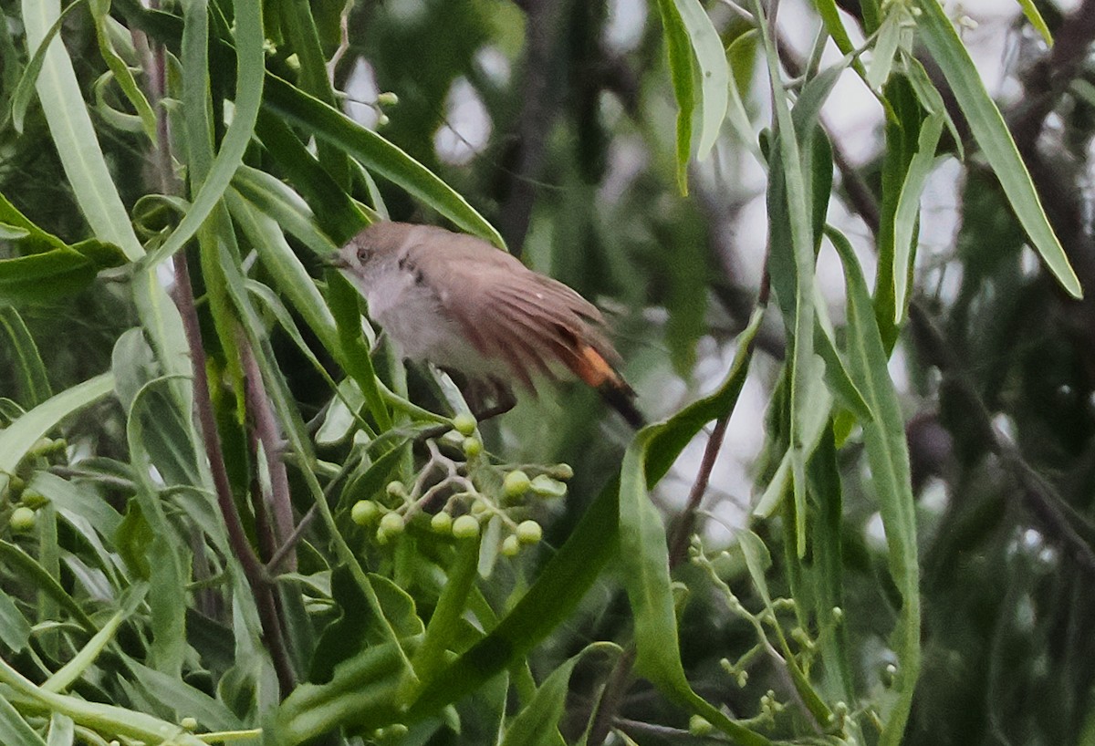 Chestnut-rumped Thornbill - ML641993158