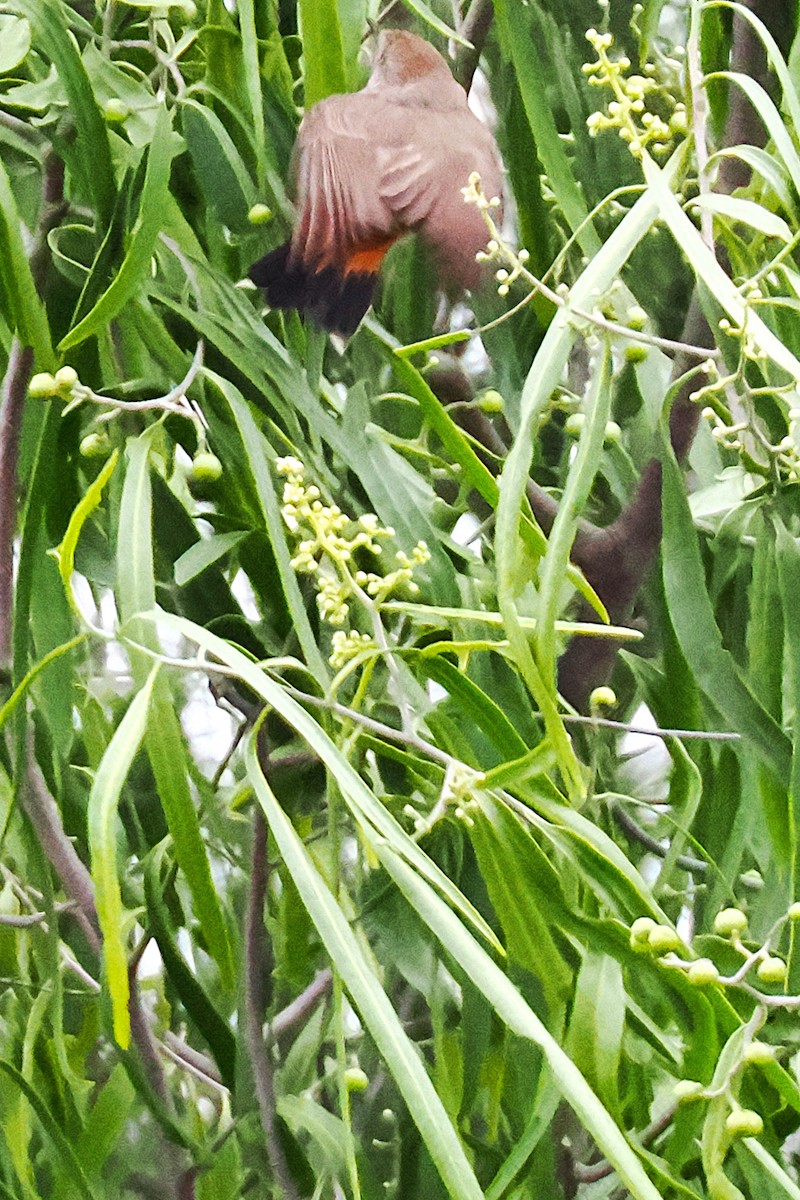 Chestnut-rumped Thornbill - ML641993159
