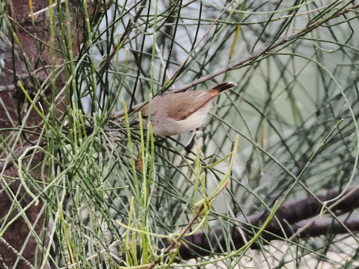 Chestnut-rumped Thornbill - ML641993160
