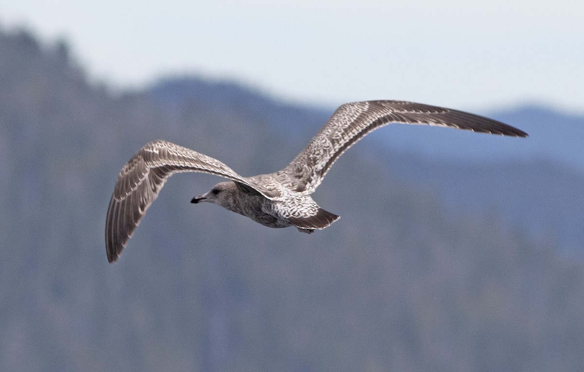 California Gull - ML641993161