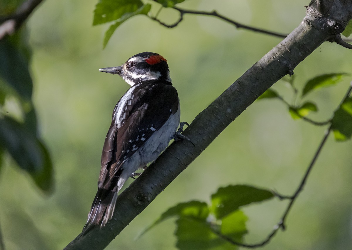 Hairy Woodpecker - ML641993162