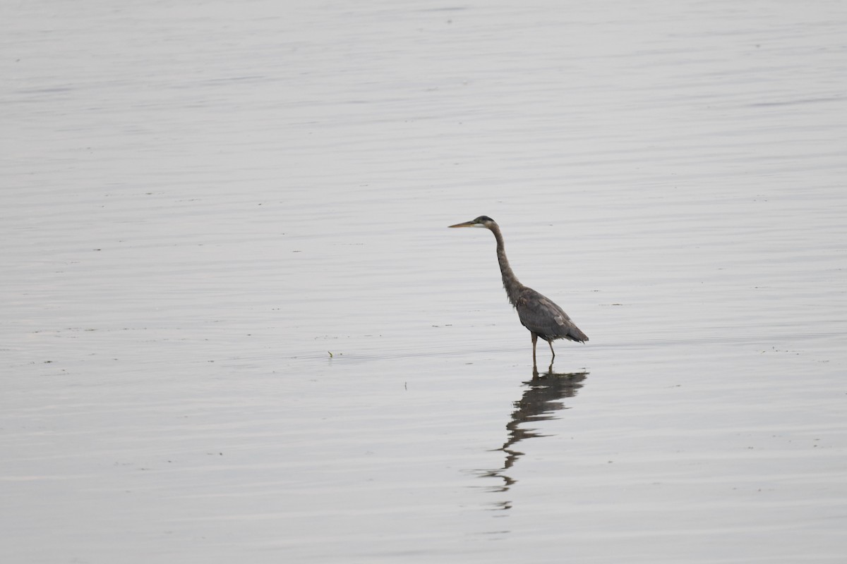 Great Blue Heron - ML641993164
