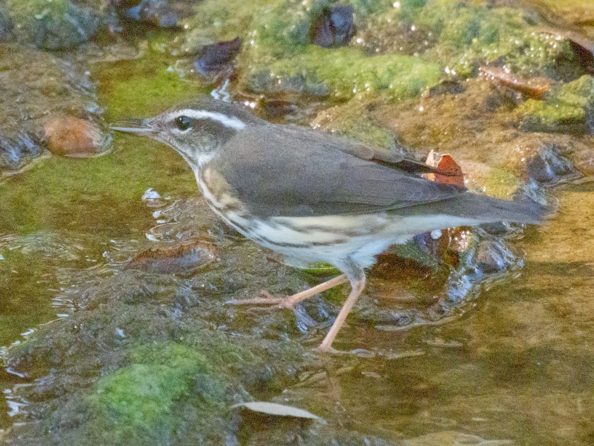Louisiana Waterthrush - ML641993167