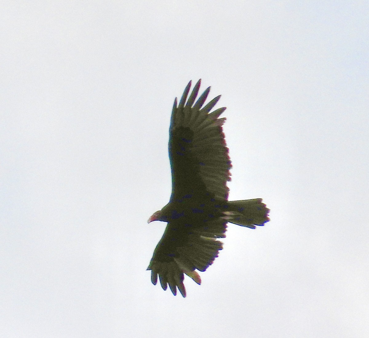 Turkey Vulture - ML641993168