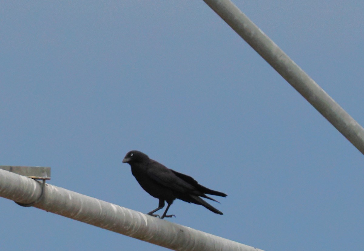 Australian Raven - ML641993169