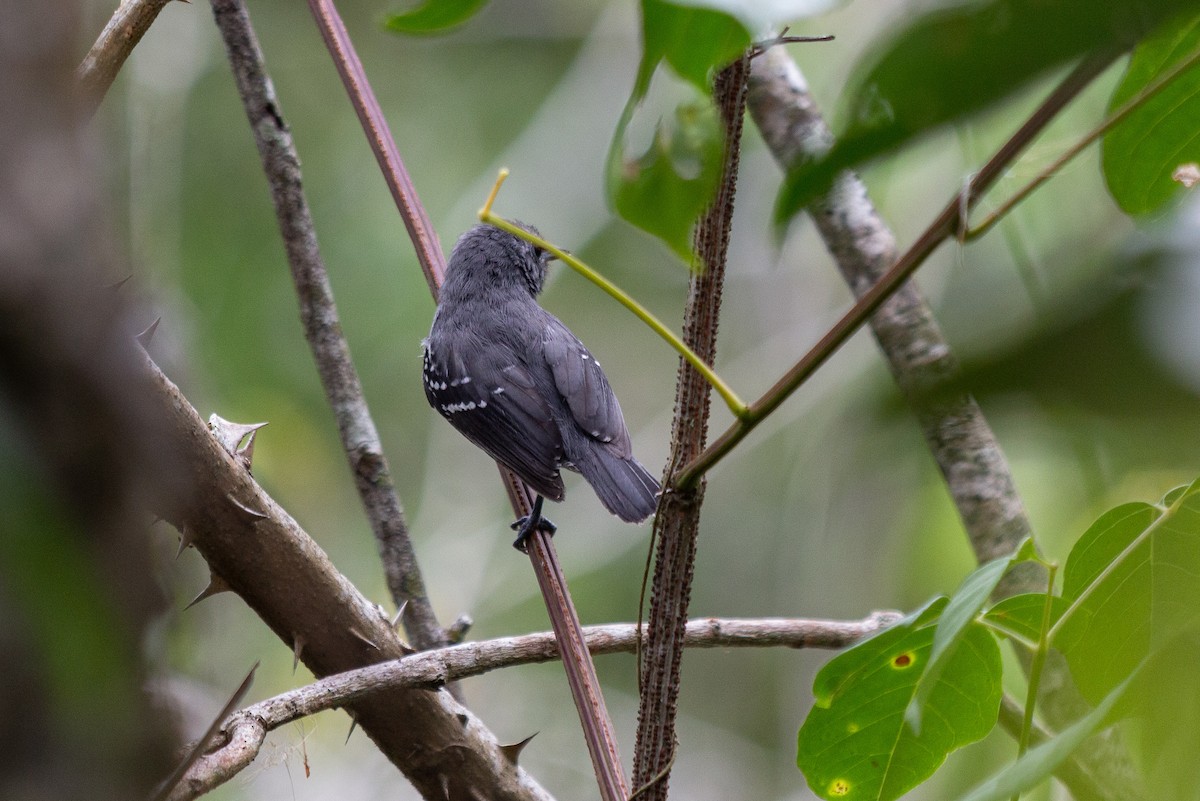 White-flanked Antwren - ML641993170