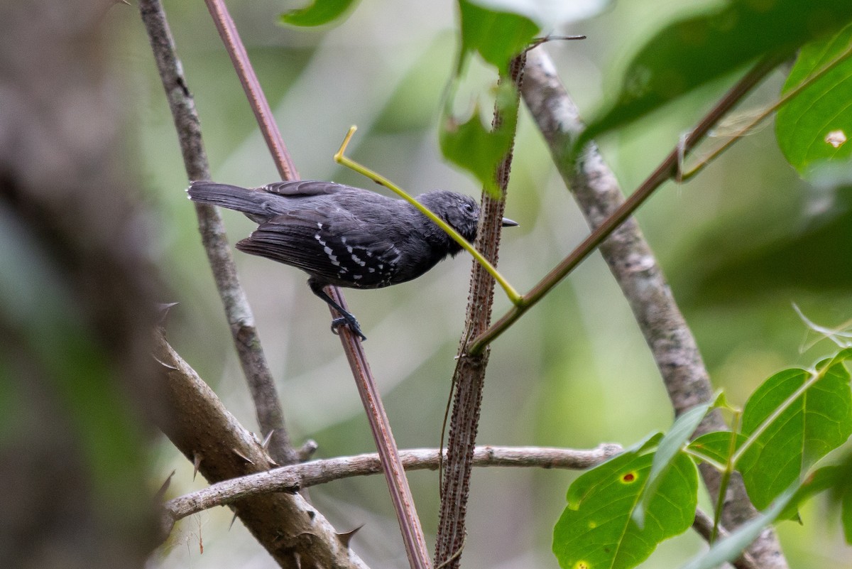 White-flanked Antwren - ML641993171