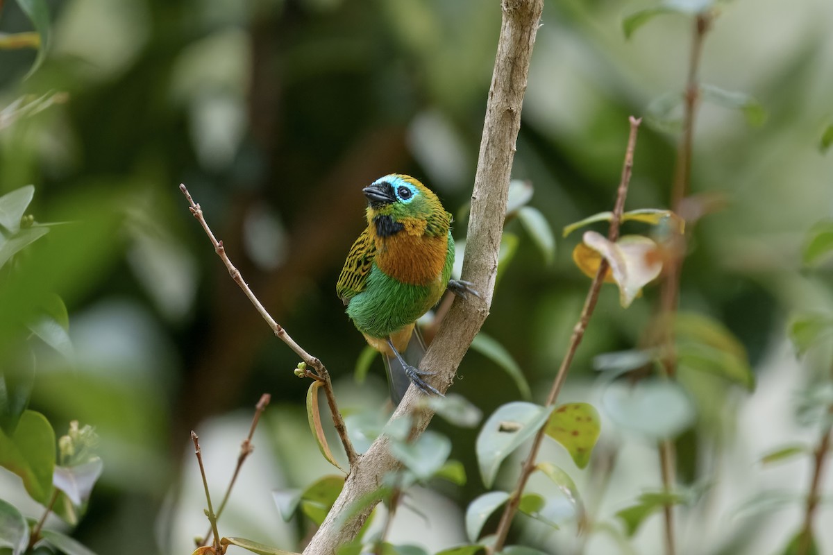 Brassy-breasted Tanager - ML641993175