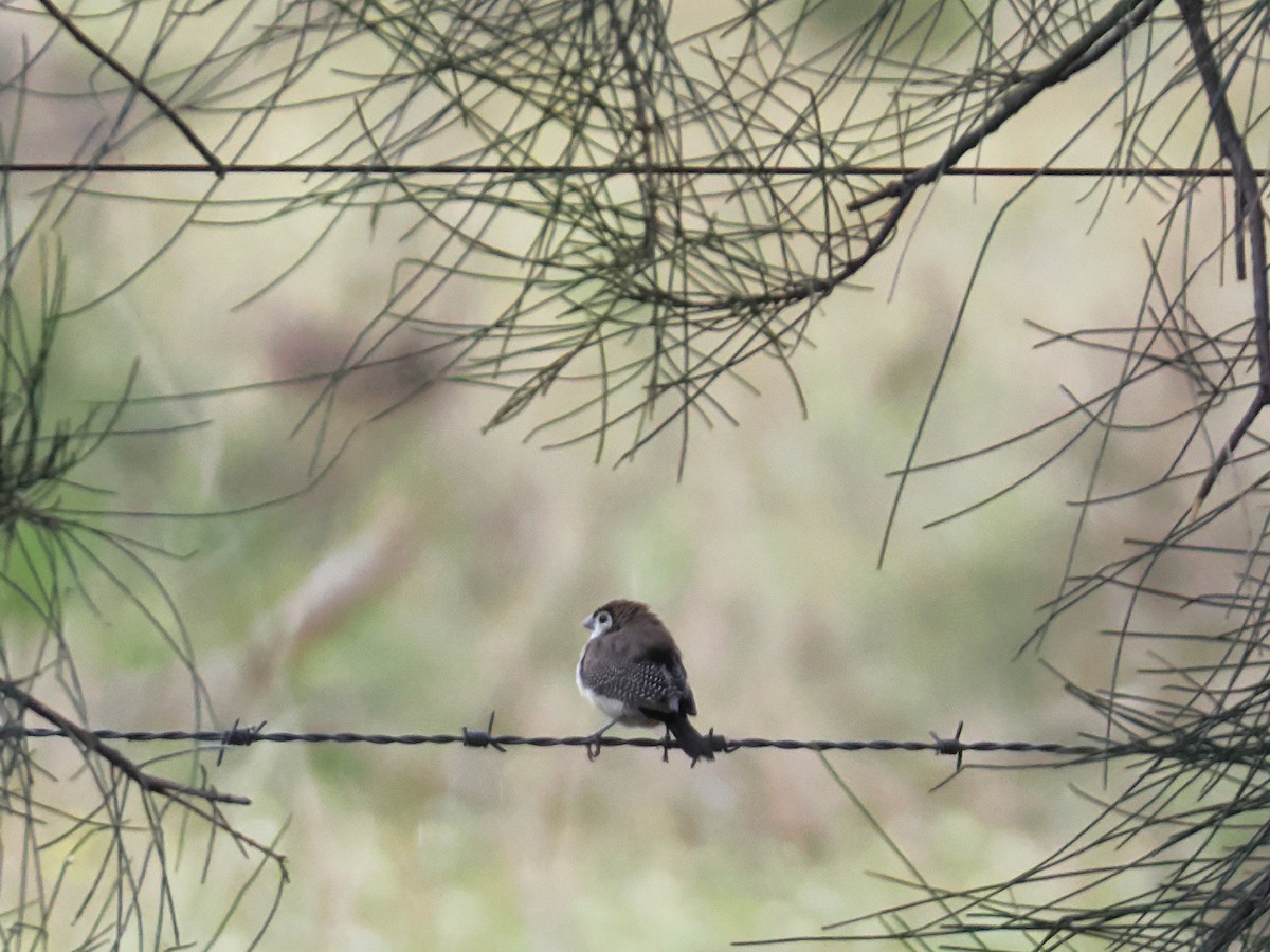 Double-barred Finch - ML641993177