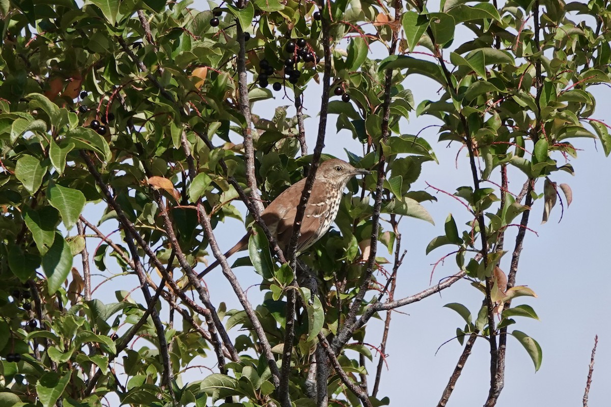 Brown Thrasher - ML641993179