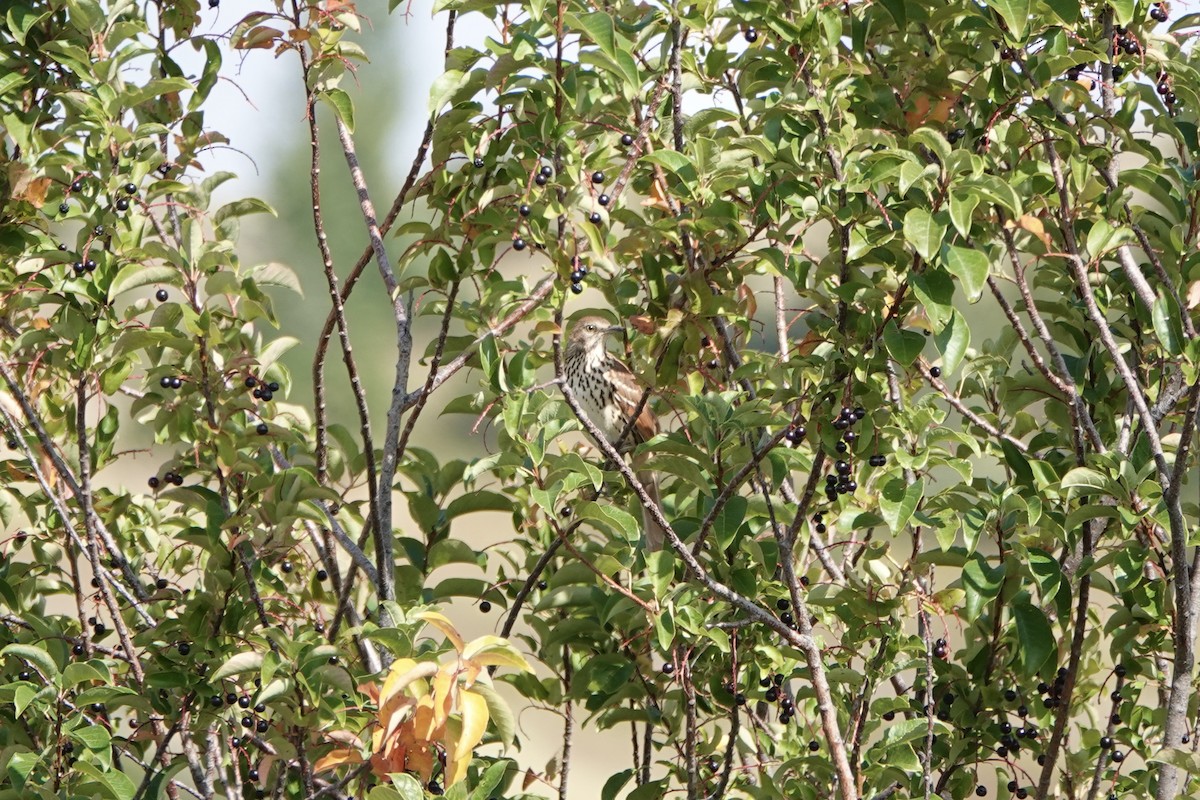 Brown Thrasher - ML641993180