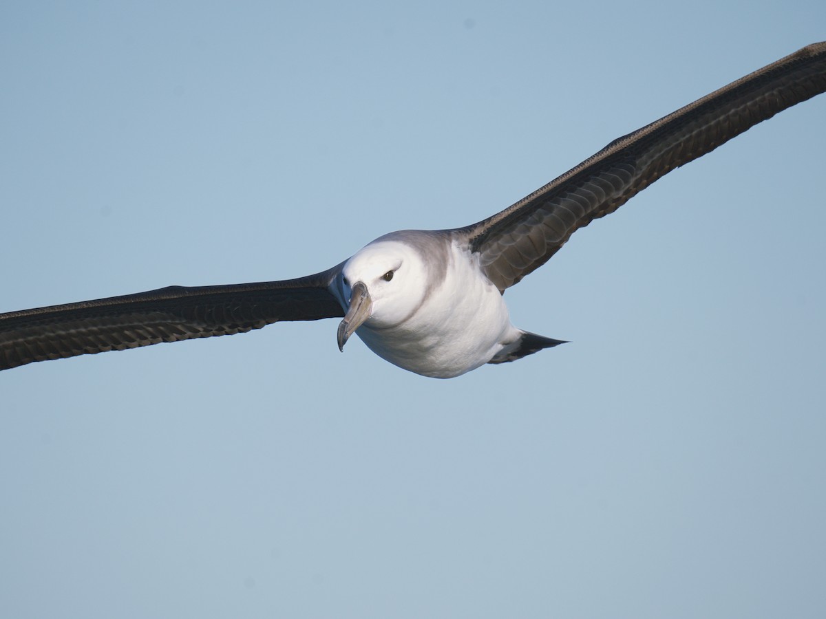 Albatro sopracciglineri - ML641993187
