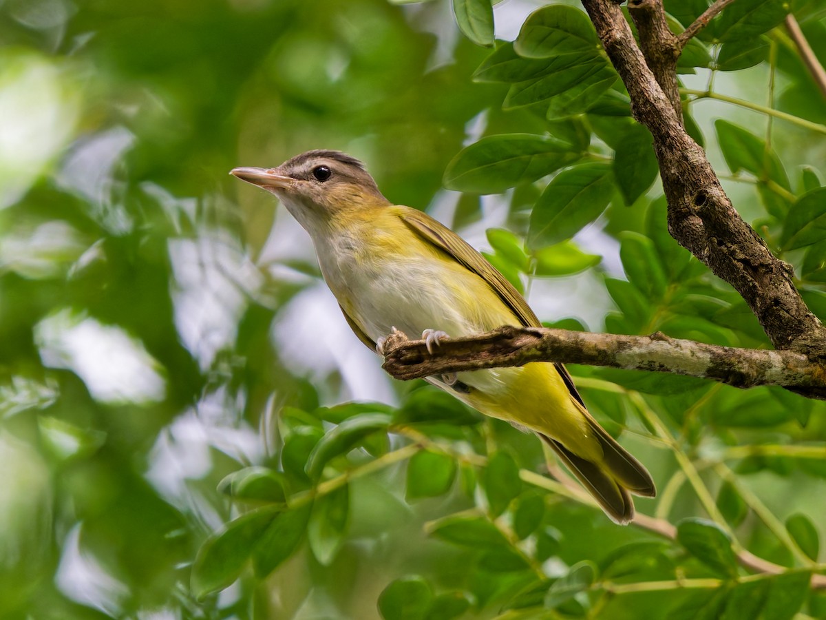 Yellow-green Vireo - ML641993193