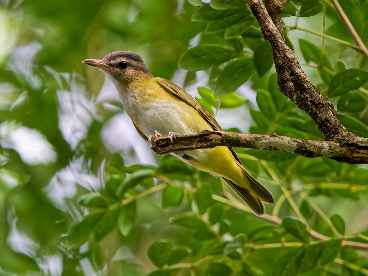 Yellow-green Vireo - ML641993194