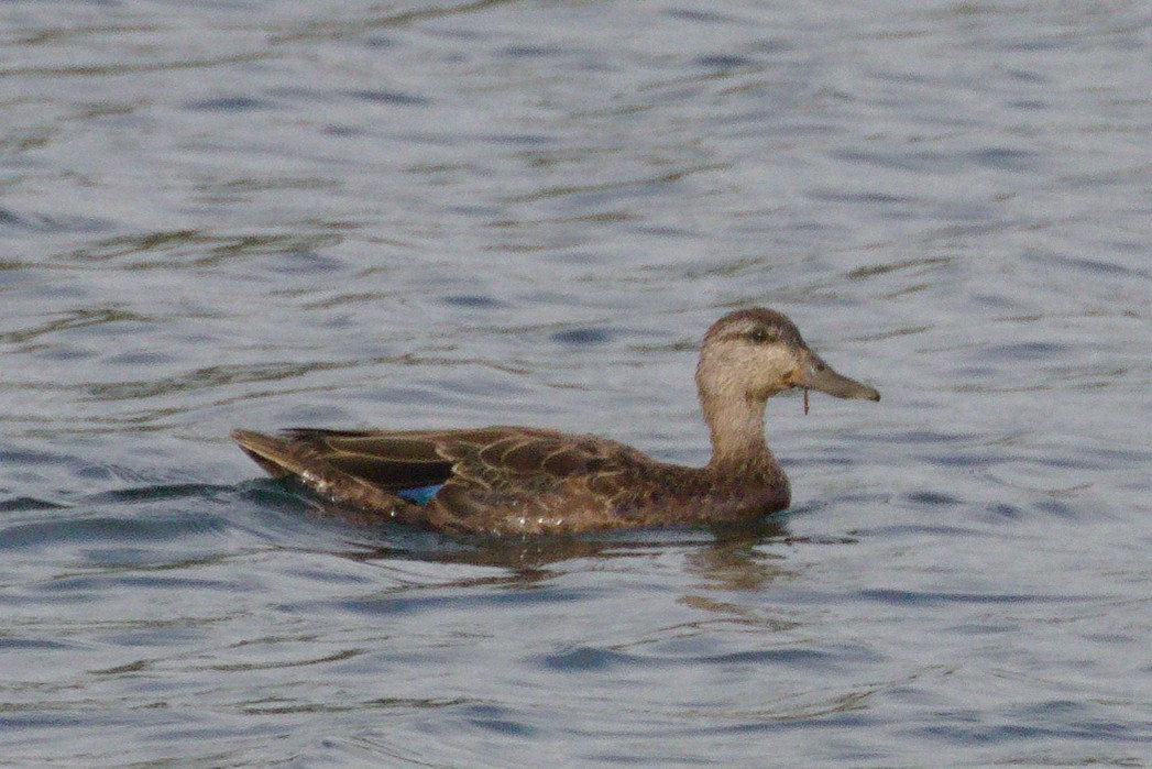 American Black Duck - ML641993208