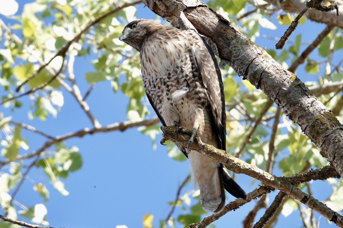 Red-tailed Hawk - ML641993217