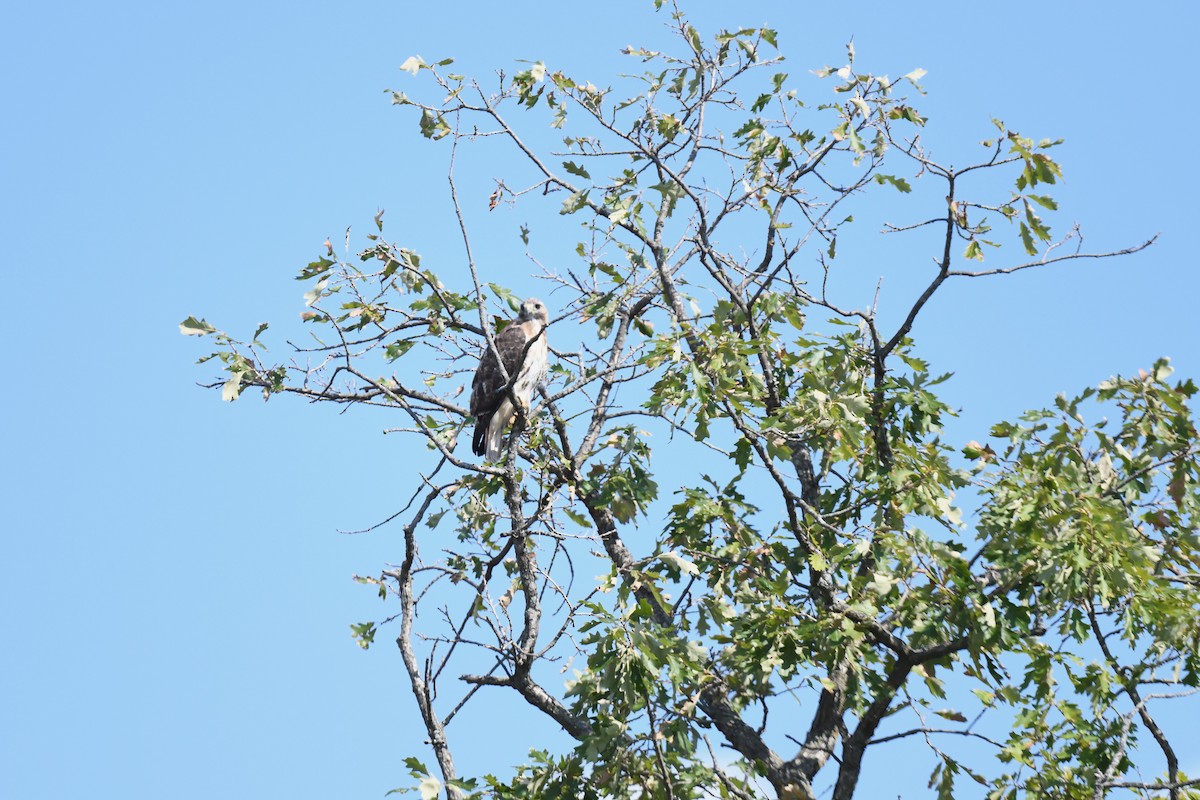 Red-tailed Hawk - ML641993225