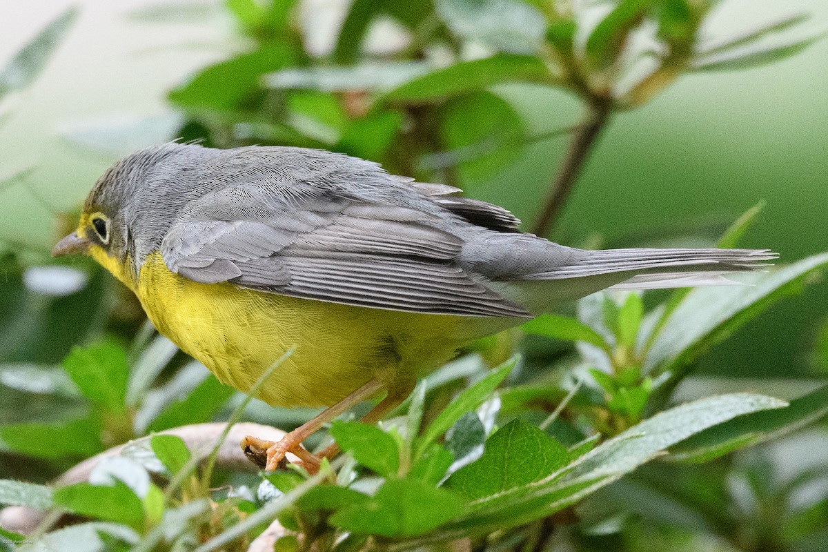 Canada Warbler - ML641993233