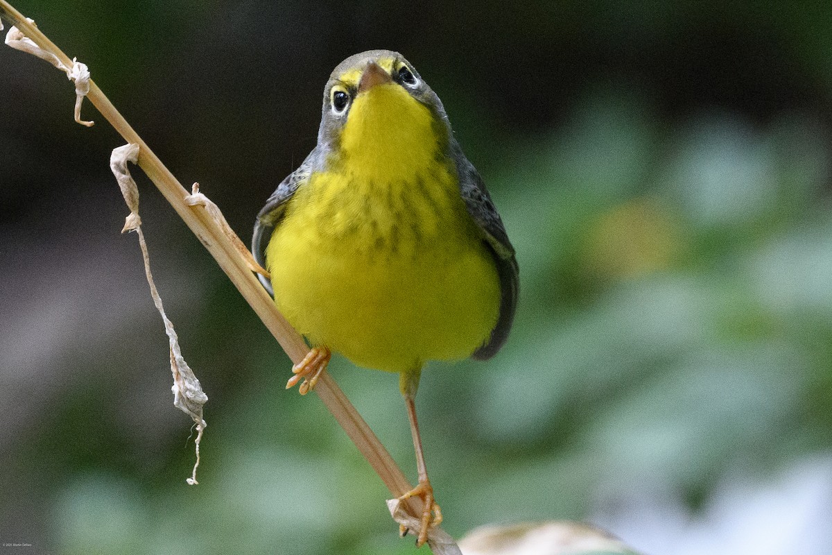 Canada Warbler - ML641993235