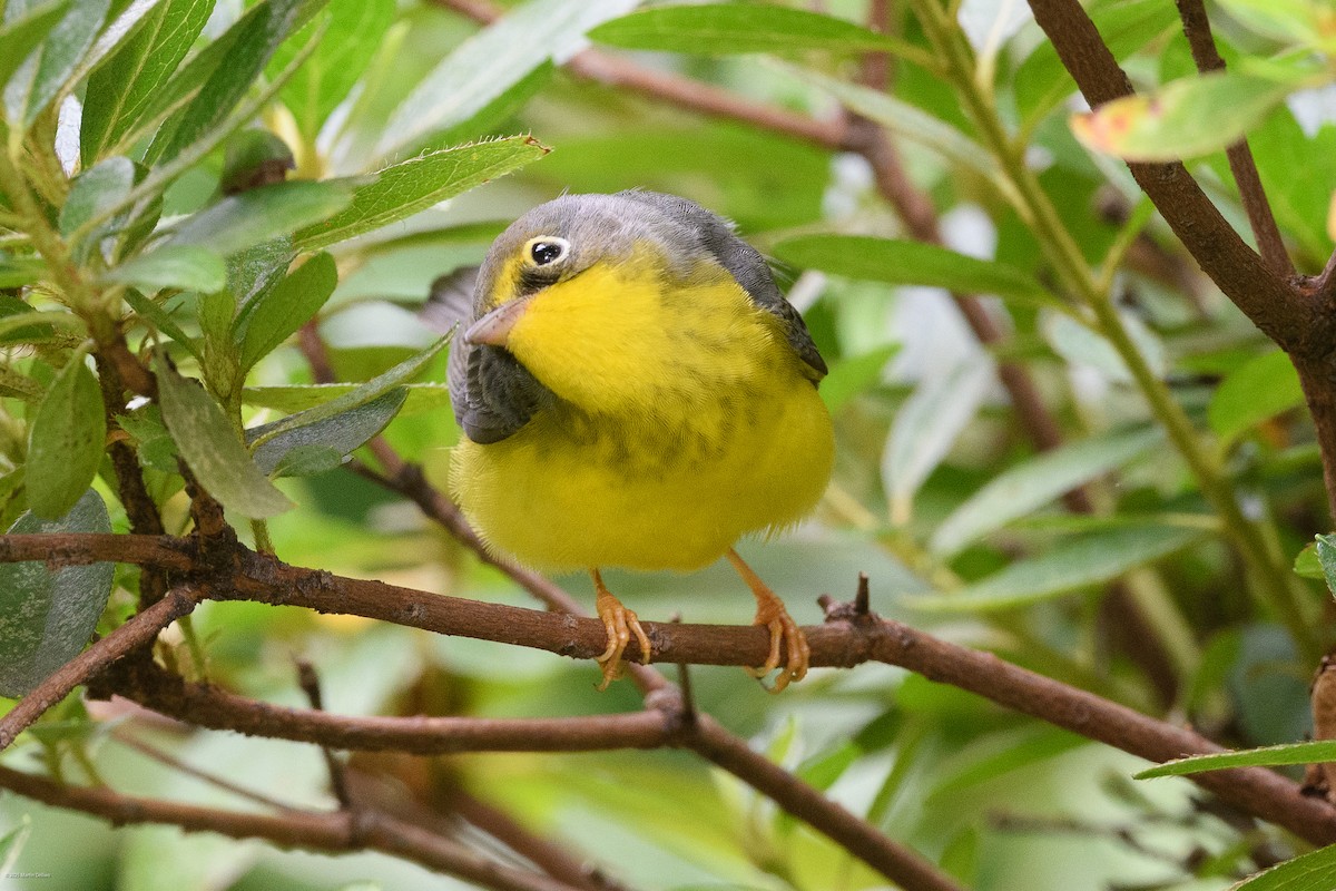 Canada Warbler - ML641993236