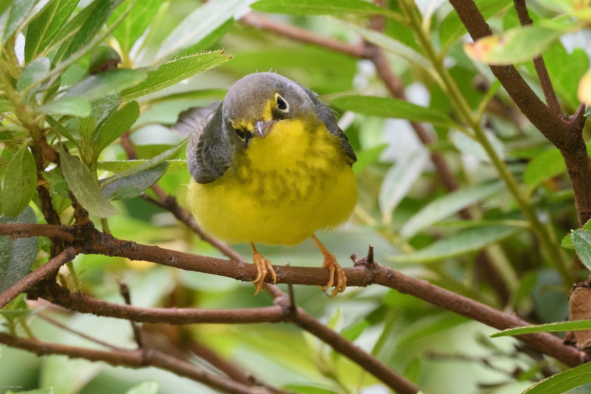 Canada Warbler - ML641993237