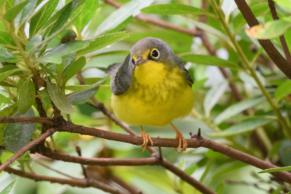 Canada Warbler - ML641993238