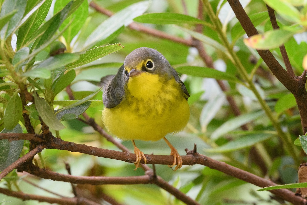 Canada Warbler - ML641993239