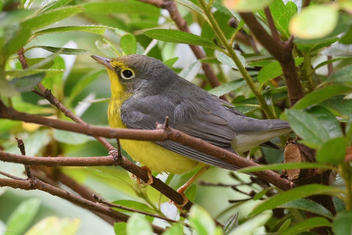 Canada Warbler - ML641993240