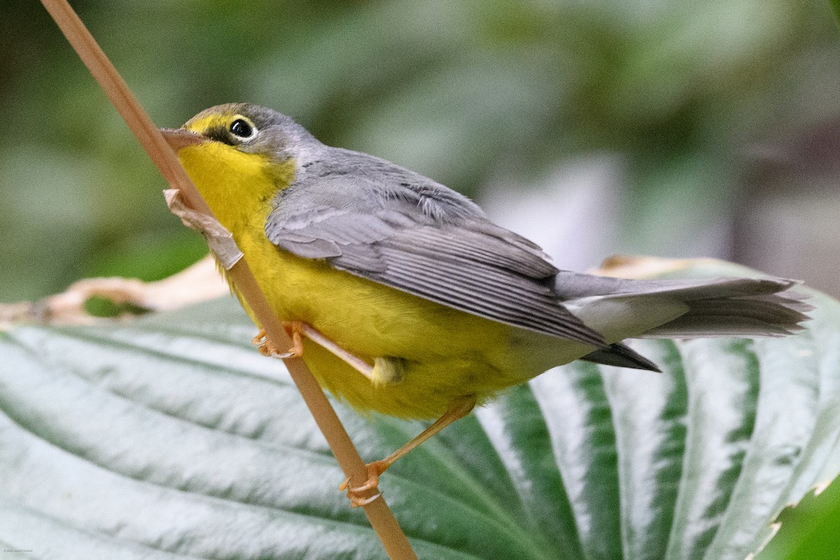 Canada Warbler - ML641993241