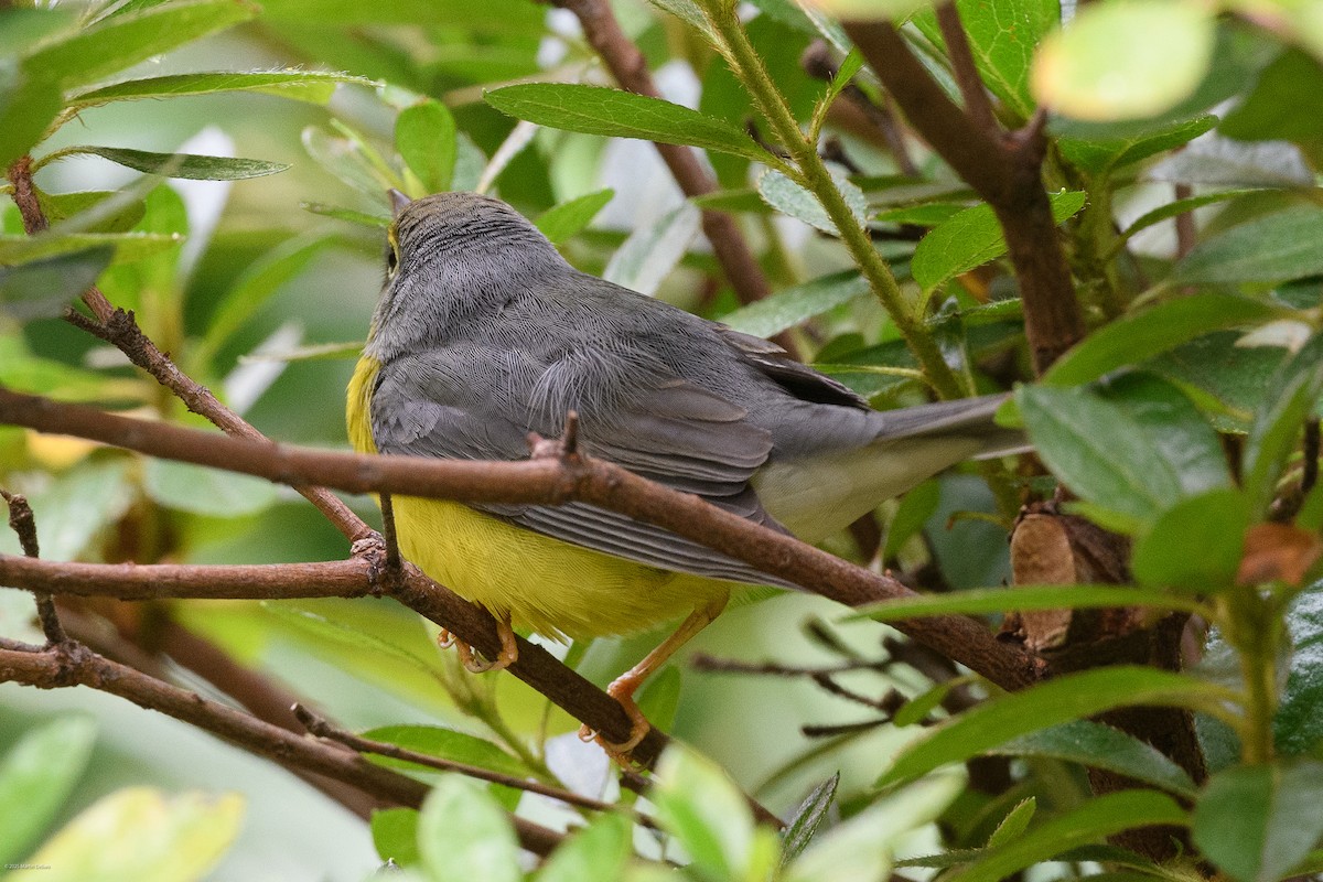 Canada Warbler - ML641993242