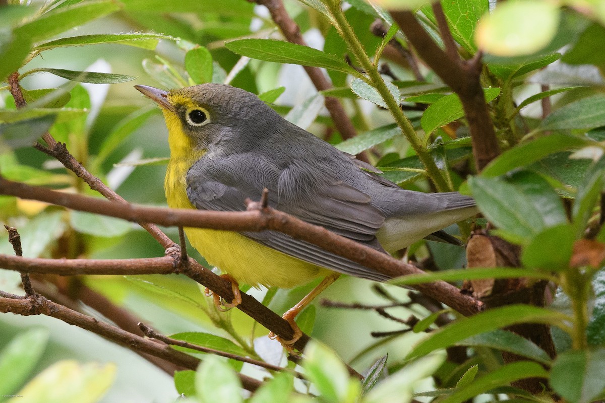 Canada Warbler - ML641993243