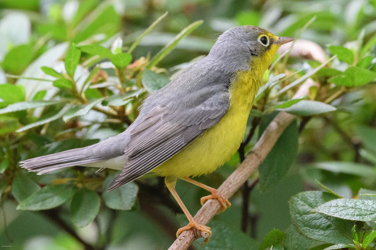 Canada Warbler - ML641993244