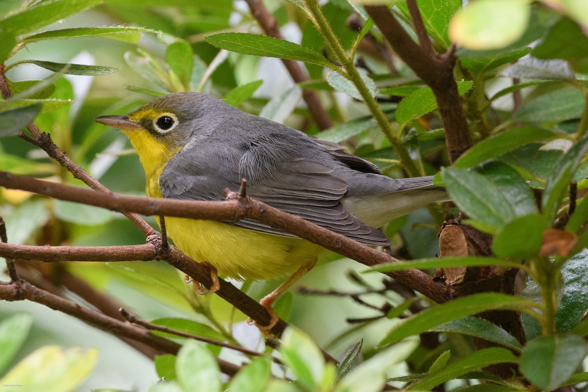 Canada Warbler - ML641993245