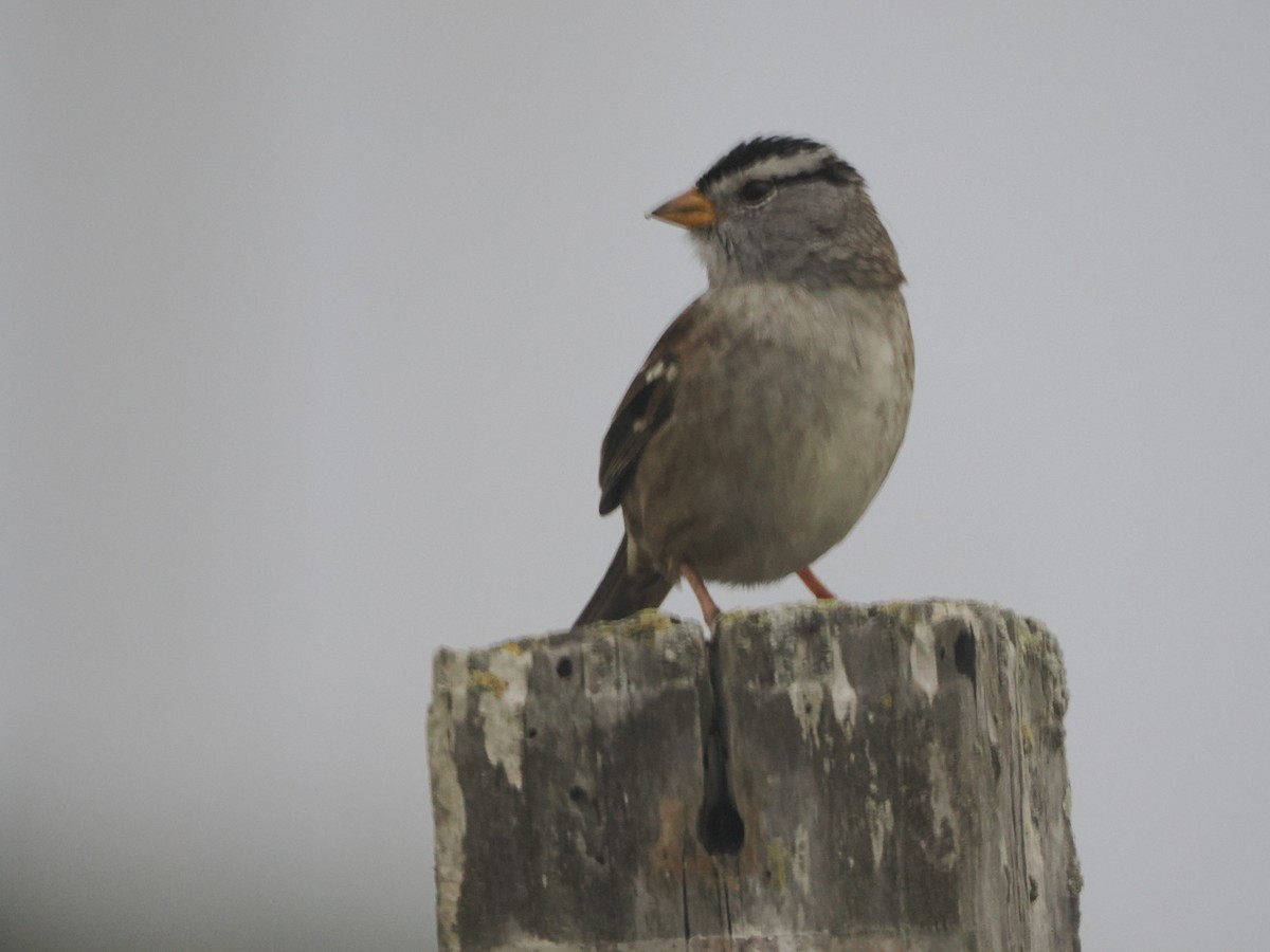 White-crowned Sparrow (Yellow-billed) - ML641993248