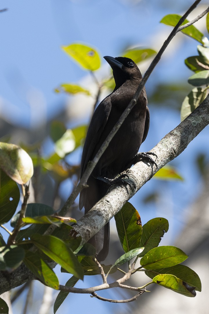 Purplish Jay - ML641993249