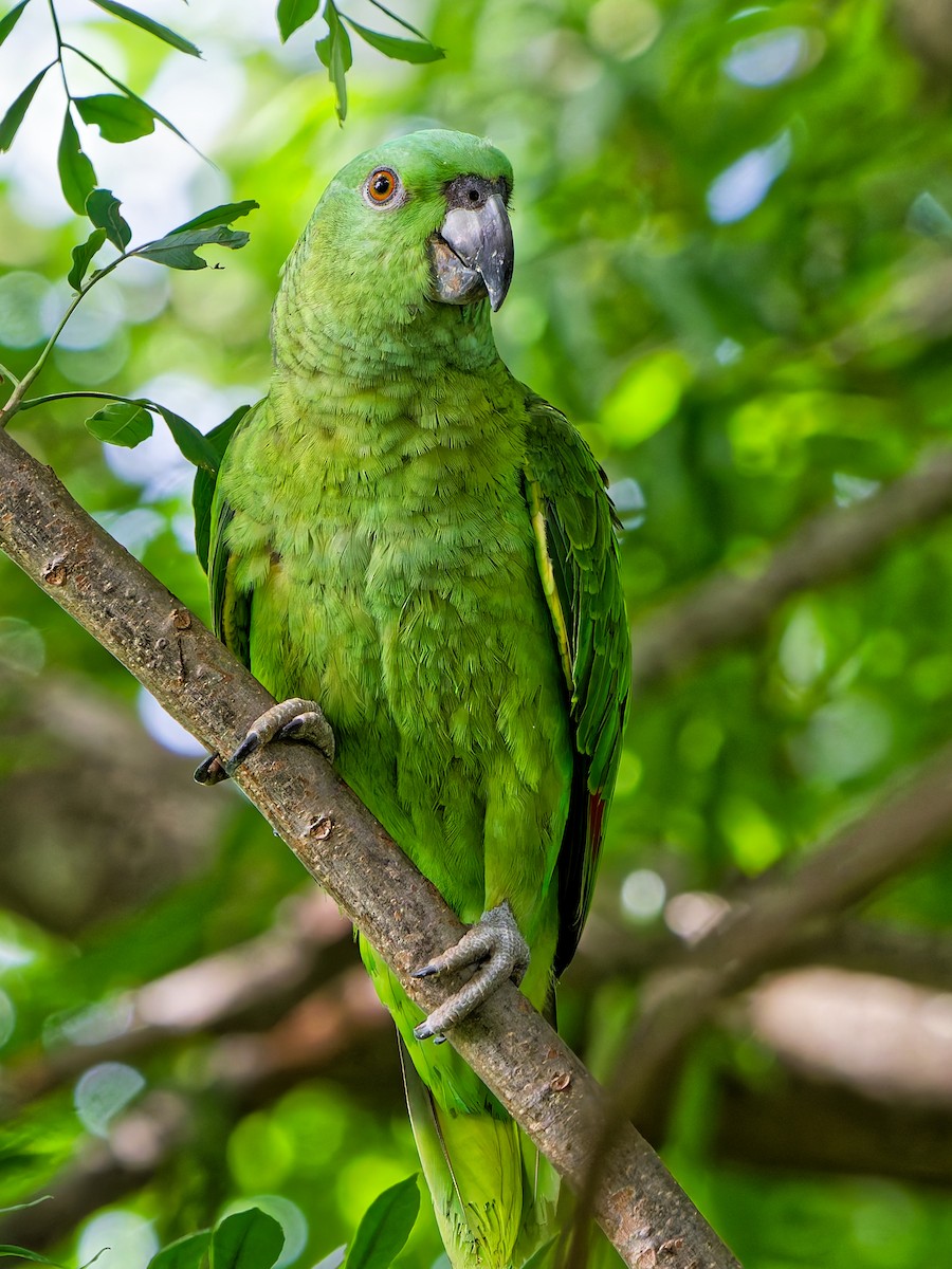Yellow-naped Amazon - ML641993251