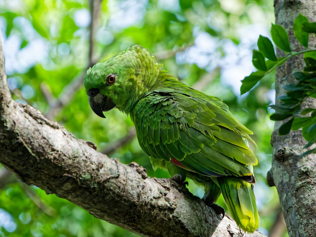 Yellow-naped Amazon - ML641993252
