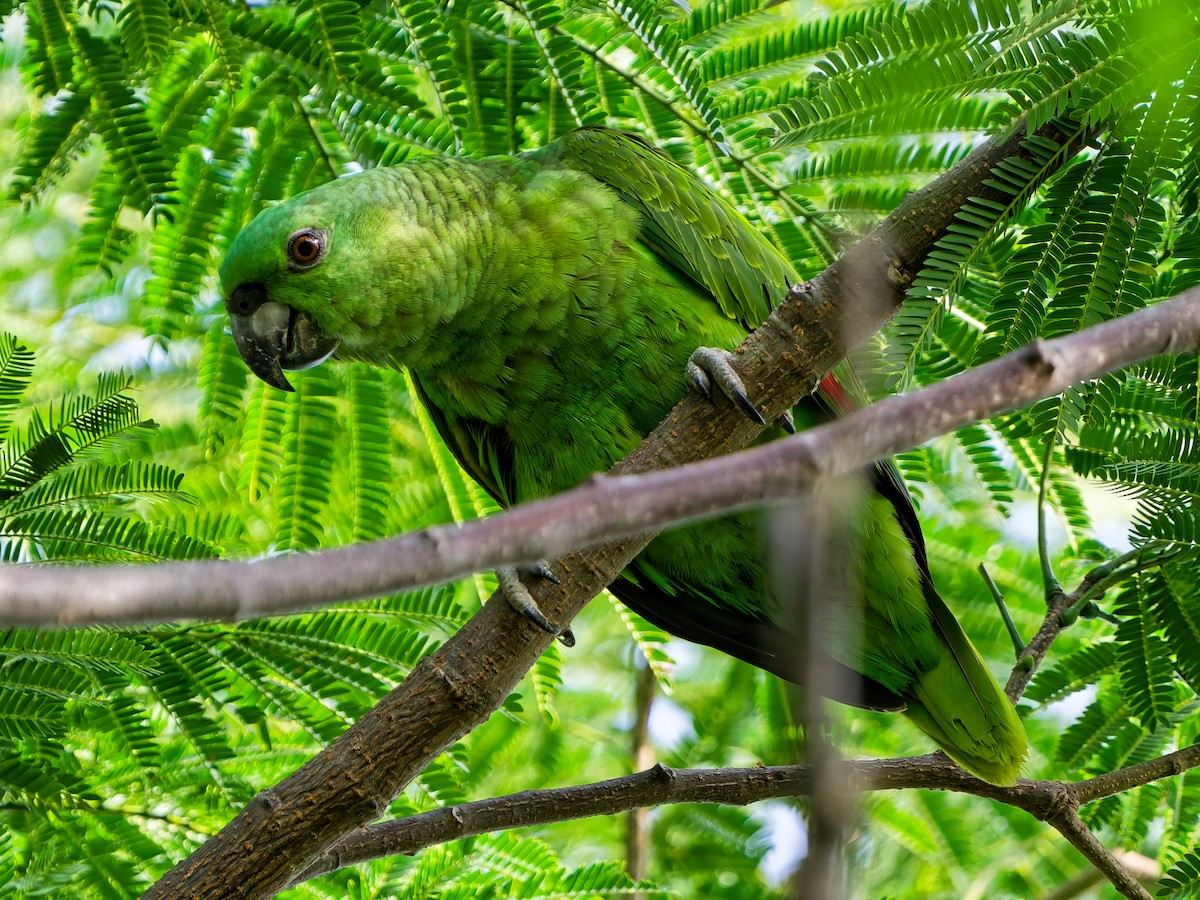 Yellow-naped Amazon - ML641993253