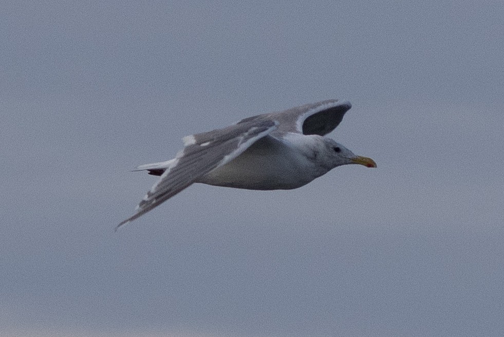 Western x Glaucous-winged Gull (hybrid) - ML641993255