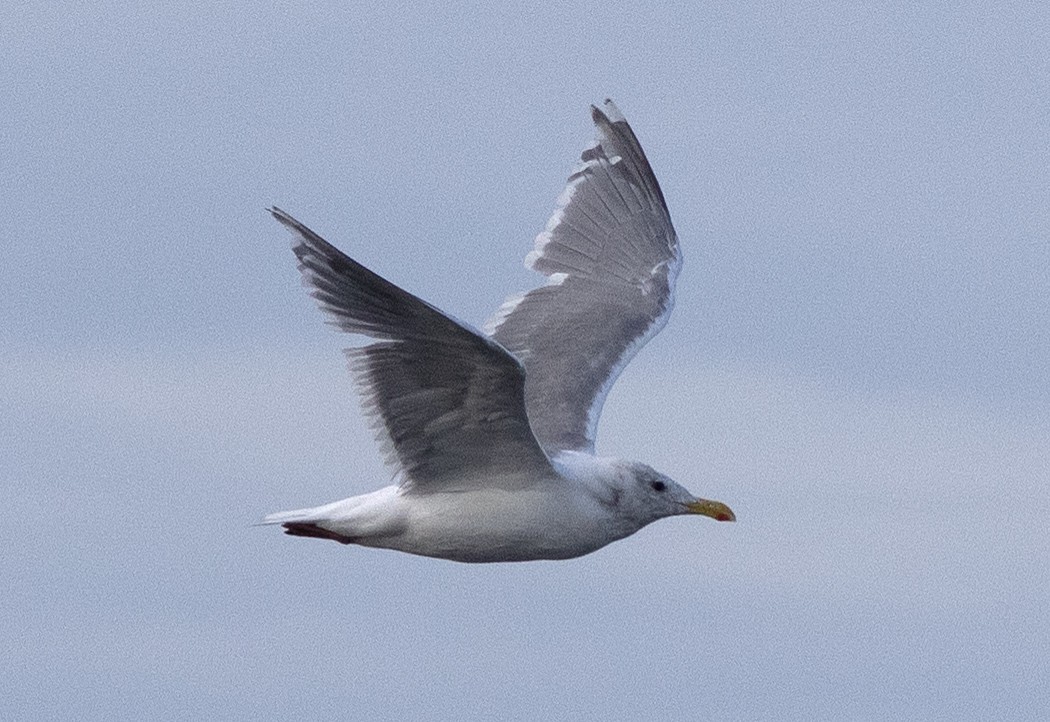 Western x Glaucous-winged Gull (hybrid) - ML641993256