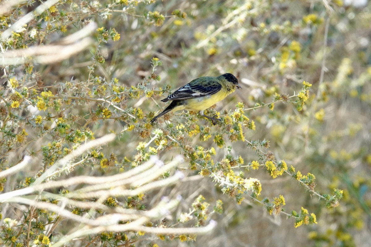 Lesser Goldfinch - ML641993257