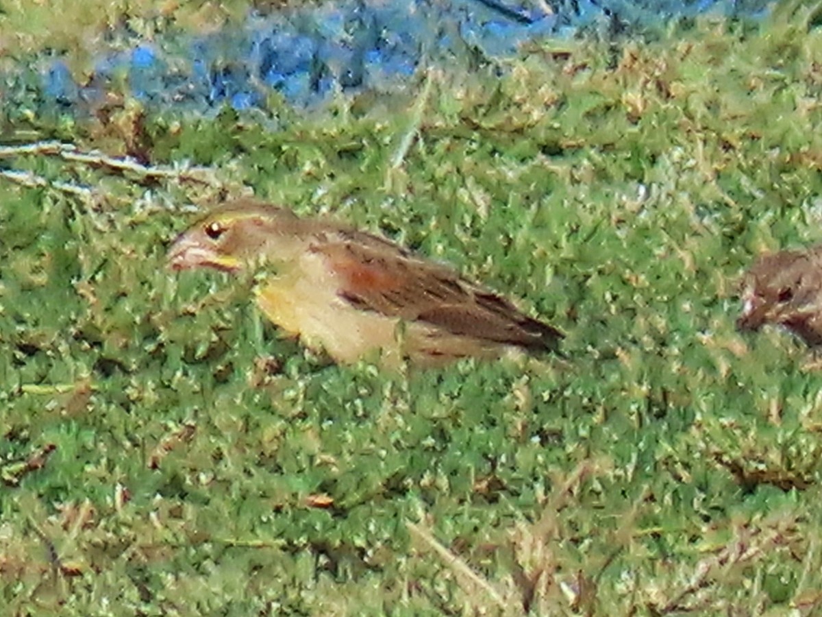 Dickcissel - ML641993259