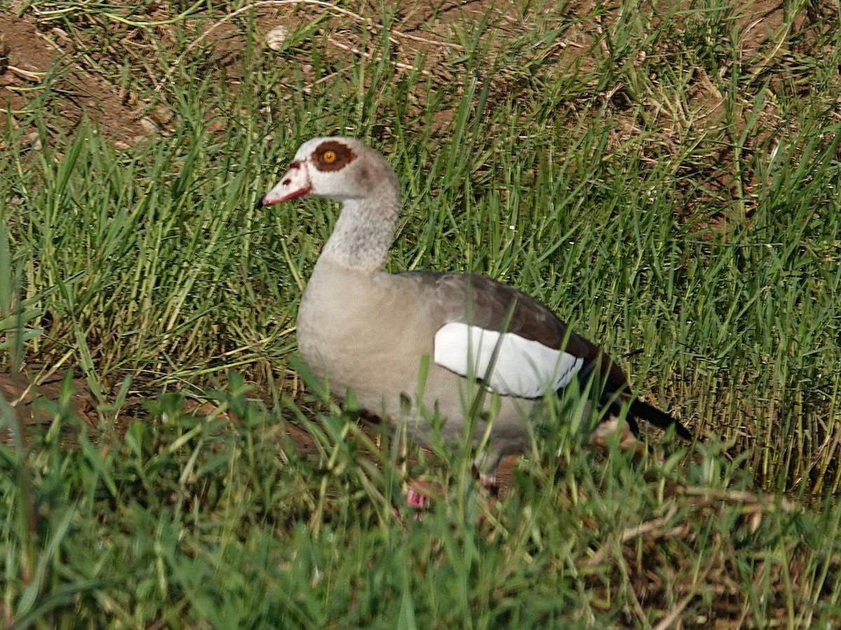 Egyptian Goose - ML641993264