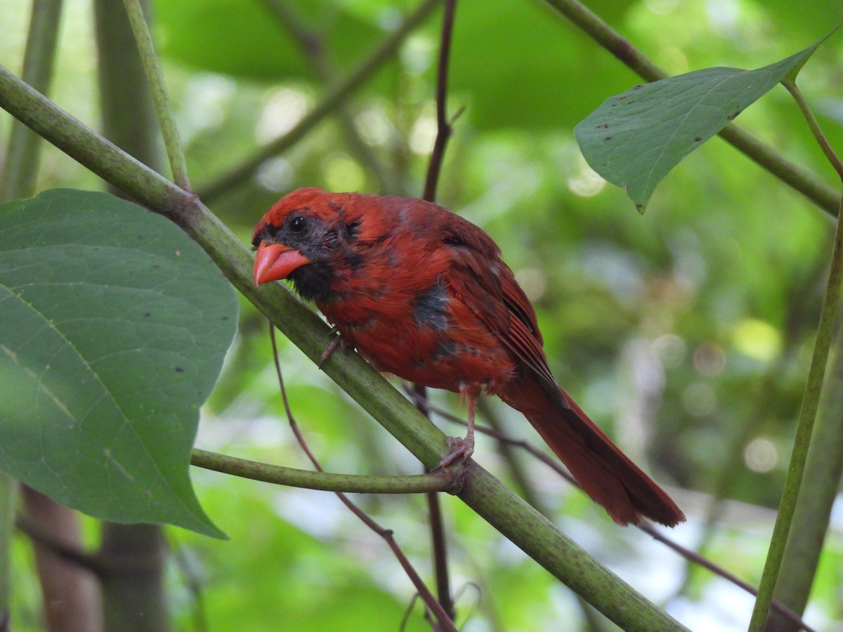 Northern Cardinal - ML641993265